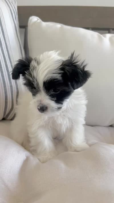 Toby-Male Parti Yorkshire Terrier , a male Yorkshire Terrier for sale in Casa Grande, AZ – 9 of 10