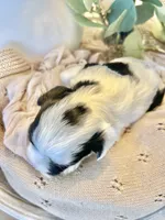 Luke- Male Parti Yorkie , a male Yorkshire Terrier for sale in Casa Grande, AZ – 5 of 10