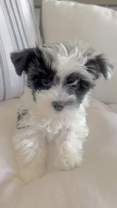 Luke- Male Parti Yorkie , a male Yorkshire Terrier for sale in Casa Grande, AZ – 10 of 10