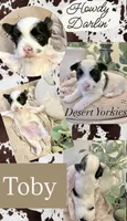 Toby- Male Parti Yorkie, a male Yorkshire Terrier for sale in Casa Grande, AZ – 2 of 10