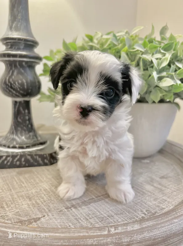 Luke- Male Parti Yorkie  – Yorkshire Terrier puppy for sale in Casa Grande, AZ