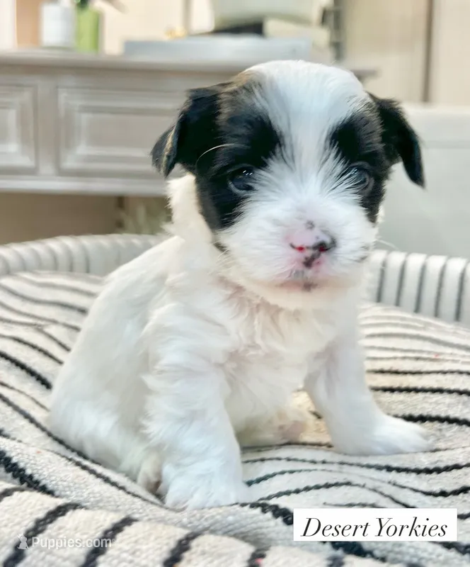 Toby- Male Parti Yorkie – Yorkshire Terrier puppy for sale in Casa Grande, AZ