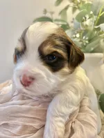 George-Male Chocolate Parti Yorkie , a male Yorkshire Terrier for sale in Casa Grande, AZ – 9 of 10