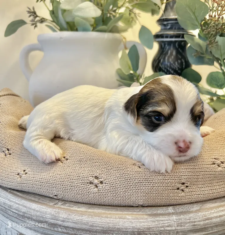 George-Male Chocolate Parti Yorkie  – Yorkshire Terrier puppy for sale in Casa Grande, AZ