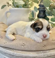 George-Male Chocolate Parti Yorkie , a male Yorkshire Terrier for sale in Casa Grande, AZ – 1 of 10
