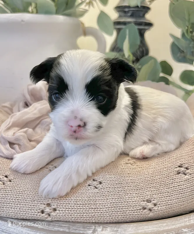 Toby- Male Parti Yorkie – Yorkshire Terrier puppy for sale in Casa Grande, AZ