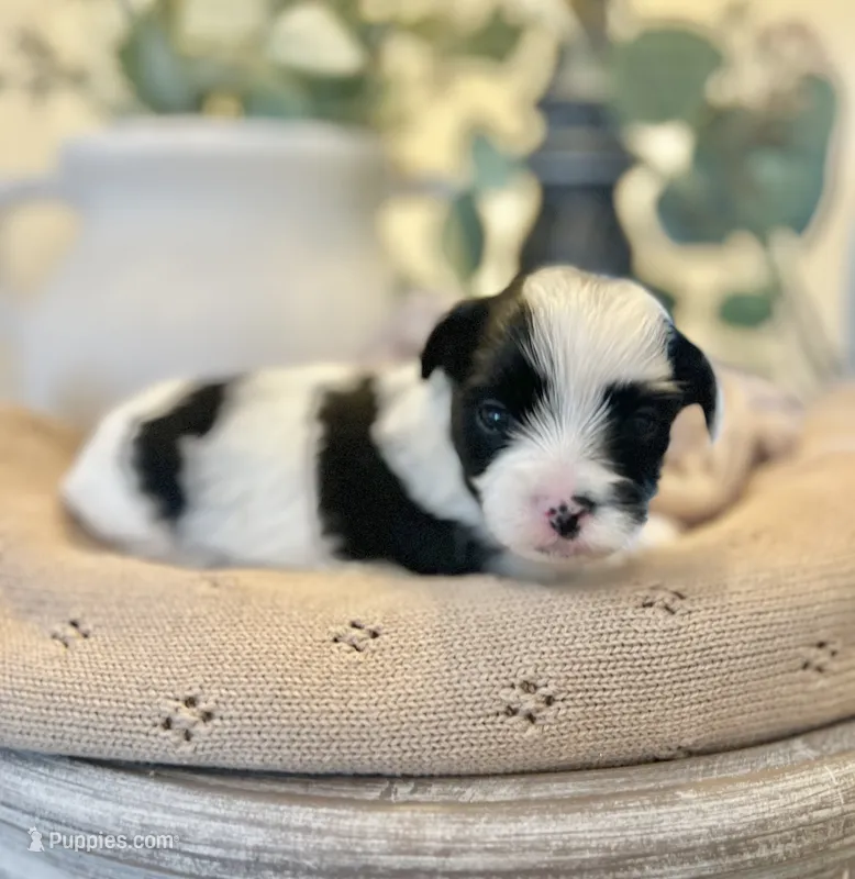 Luke- Male Parti Yorkie  – Yorkshire Terrier puppy for sale in Casa Grande, AZ