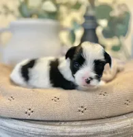 Luke- Male Parti Yorkie , a male Yorkshire Terrier for sale in Casa Grande, AZ – 1 of 10