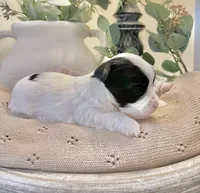 Toby- Male Parti Yorkie, a male Yorkshire Terrier for sale in Casa Grande, AZ – 8 of 10