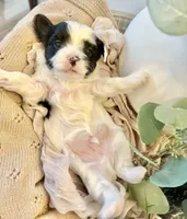 Luke- Male Parti Yorkie , a male Yorkshire Terrier for sale in Casa Grande, AZ – 4 of 10