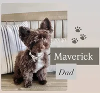 Toby-Parti Yorkshire Terrier , a male Yorkshire Terrier for sale in Casa Grande, AZ – 5 of 6