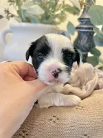 Luke- Male Parti Yorkie , a male Yorkshire Terrier for sale in Casa Grande, AZ – 7 of 10