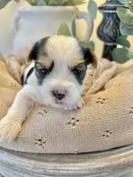 Blake- Male Parti Yorkie, a male Yorkshire Terrier for sale in Casa Grande, AZ – 9 of 10
