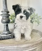 Luke- Male Parti Yorkie , a male Yorkshire Terrier for sale in Casa Grande, AZ – 3 of 10