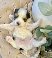 Blake- Male Parti Yorkie, a male Yorkshire Terrier for sale in Casa Grande, AZ – 5 of 10