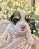 George-Male Chocolate Parti Yorkie , a male Yorkshire Terrier for sale in Casa Grande, AZ – 3 of 10