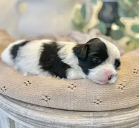 Luke- Male Parti Yorkie , a male Yorkshire Terrier for sale in Casa Grande, AZ – 3 of 10