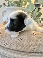Luke- Male Parti Yorkie , a male Yorkshire Terrier for sale in Casa Grande, AZ – 10 of 10