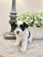 Toby-Parti Yorkshire Terrier , a male Yorkshire Terrier for sale in Casa Grande, AZ – 3 of 6