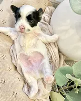 Toby- Male Parti Yorkie, a male Yorkshire Terrier for sale in Casa Grande, AZ – 3 of 10