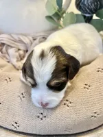 George-Male Chocolate Parti Yorkie , a male Yorkshire Terrier for sale in Casa Grande, AZ – 10 of 10