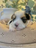 Blake- Male Parti Yorkie, a male Yorkshire Terrier for sale in Casa Grande, AZ – 7 of 10