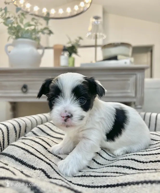 Toby- Male Parti Yorkie – Yorkshire Terrier puppy for sale in Casa Grande, AZ