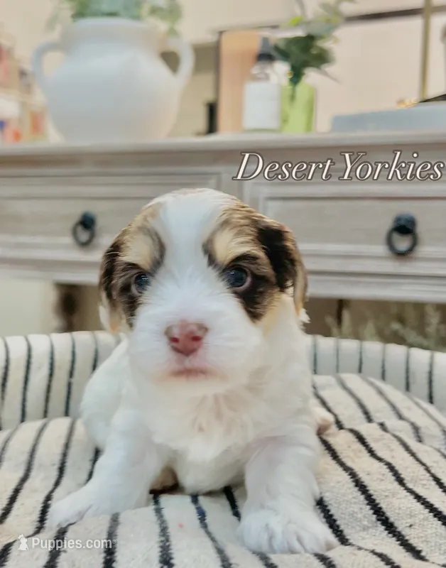 HOLD—George—Male Chocolate Parti Yorkie  – Yorkshire Terrier puppy on hold in Casa Grande, AZ