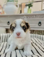 HOLD—George—Male Chocolate Parti Yorkie , a male Yorkshire Terrier for sale in Casa Grande, AZ – 1 of 10