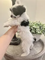 Toby-Male Parti Yorkshire Terrier , a male Yorkshire Terrier for sale in Casa Grande, AZ – 6 of 10
