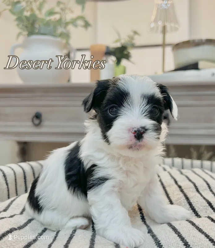 Luke- Male Parti Yorkie  – Yorkshire Terrier puppy for sale in Casa Grande, AZ