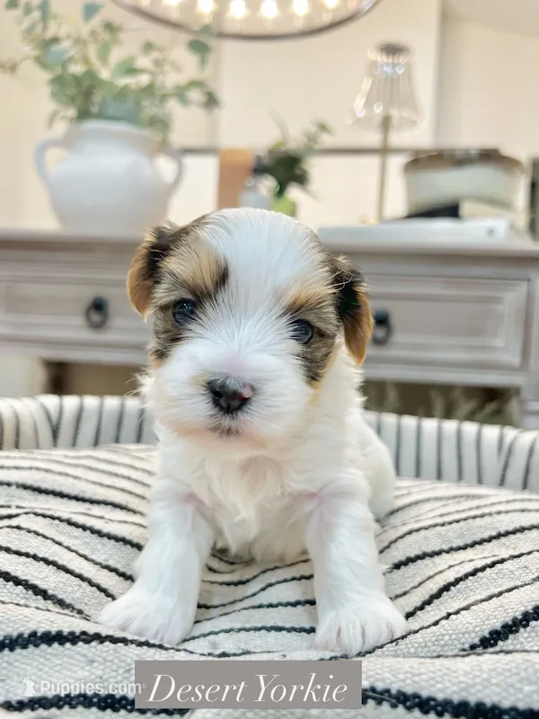 HOLD— Blake—Male Parti Yorkie – Yorkshire Terrier puppy on hold in Casa Grande, AZ