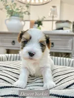 HOLD— Blake—Male Parti Yorkie, a male Yorkshire Terrier for sale in Casa Grande, AZ – 1 of 10