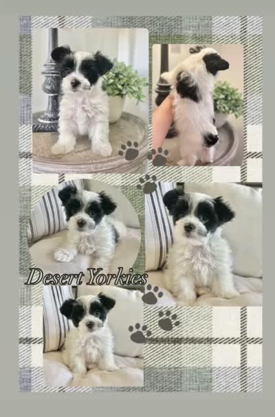 Toby-Male Parti Yorkshire Terrier , a male Yorkshire Terrier for sale in Casa Grande, AZ – 10 of 10