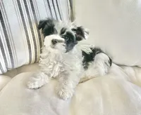 Luke- Male Parti Yorkie , a male Yorkshire Terrier for sale in Casa Grande, AZ – 5 of 10
