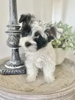 Luke- Male Parti Yorkie , a male Yorkshire Terrier for sale in Casa Grande, AZ – 2 of 10