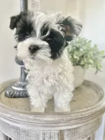 Luke- Male Parti Yorkie , a male Yorkshire Terrier for sale in Casa Grande, AZ – 4 of 10