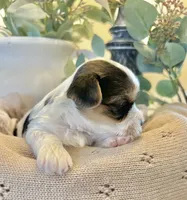 Blake- Male Parti Yorkie, a male Yorkshire Terrier for sale in Casa Grande, AZ – 3 of 10