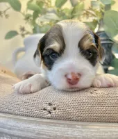 George-Male Chocolate Parti Yorkie , a male Yorkshire Terrier for sale in Casa Grande, AZ – 2 of 10