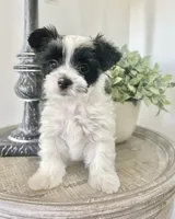 Toby-Male Parti Yorkshire Terrier , a male Yorkshire Terrier for sale in Casa Grande, AZ – 4 of 10