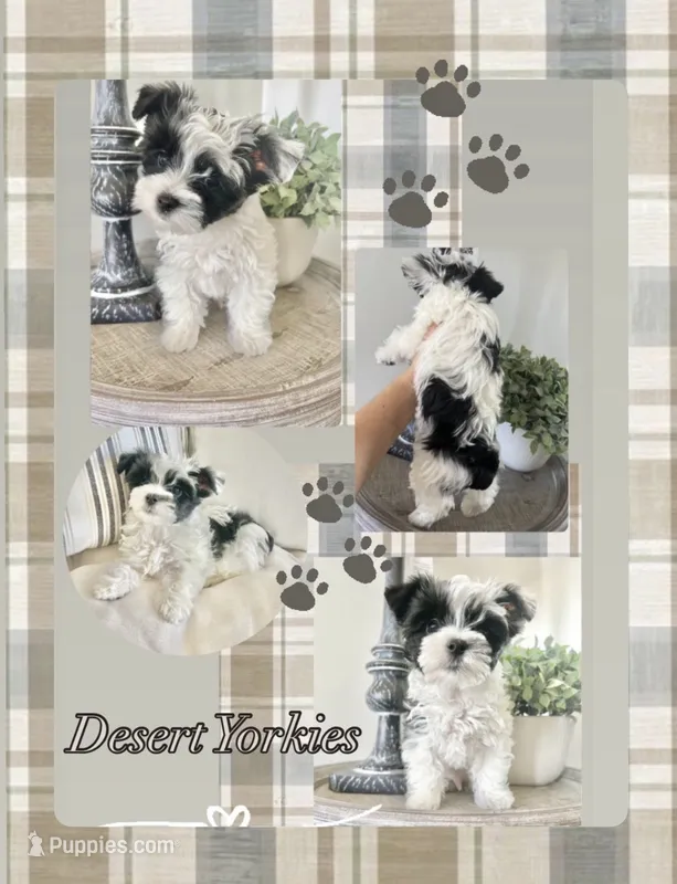 Luke- Male Parti Yorkie  – Yorkshire Terrier puppy for sale in Casa Grande, AZ