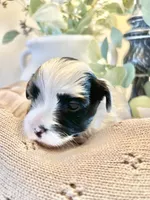 Luke- Male Parti Yorkie , a male Yorkshire Terrier for sale in Casa Grande, AZ – 9 of 10