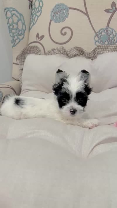 Toby-Parti Yorkshire Terrier , a male Yorkshire Terrier for sale in Casa Grande, AZ – 6 of 6