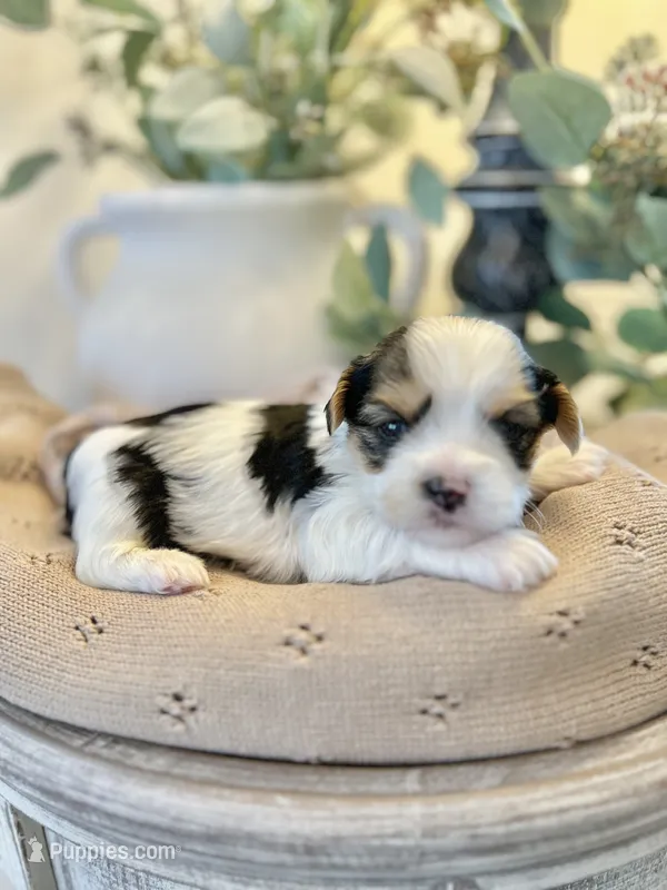 Blake- Male Parti Yorkie – Yorkshire Terrier puppy for sale in Casa Grande, AZ