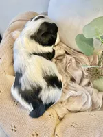 Luke- Male Parti Yorkie , a male Yorkshire Terrier for sale in Casa Grande, AZ – 6 of 10