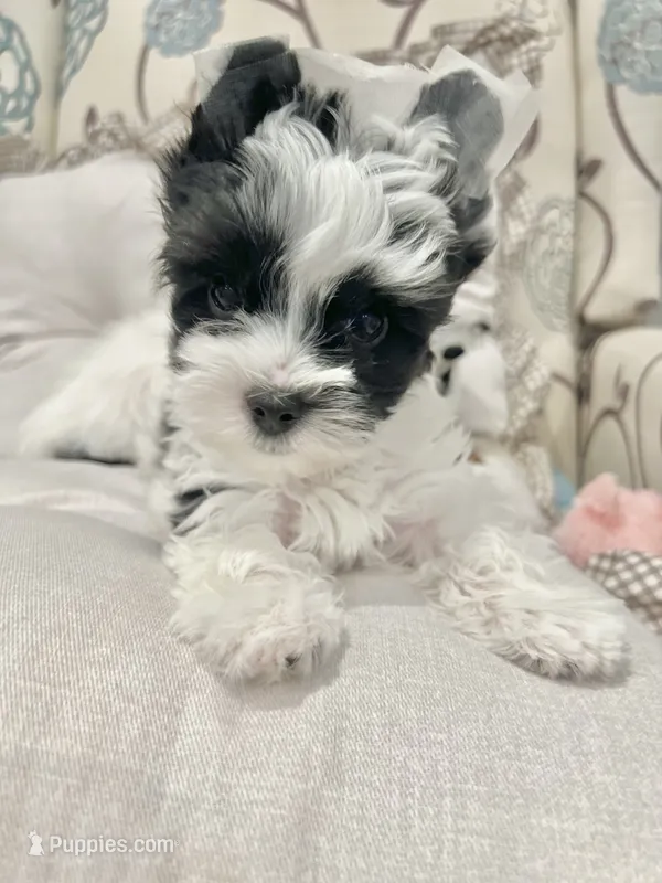 Luke- Male Parti Yorkie  – Yorkshire Terrier puppy on hold in Casa Grande, AZ