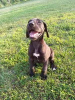 Catalina, a female Great Dane for sale in Cameron, MO – 6 of 6