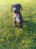Cooper, a male Great Dane for sale in Cameron, MO – 4 of 6