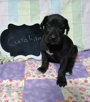 Catalina, a female Great Dane for sale in Cameron, MO – 4 of 5