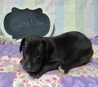 Catalina, a female Great Dane for sale in Cameron, MO – 3 of 5